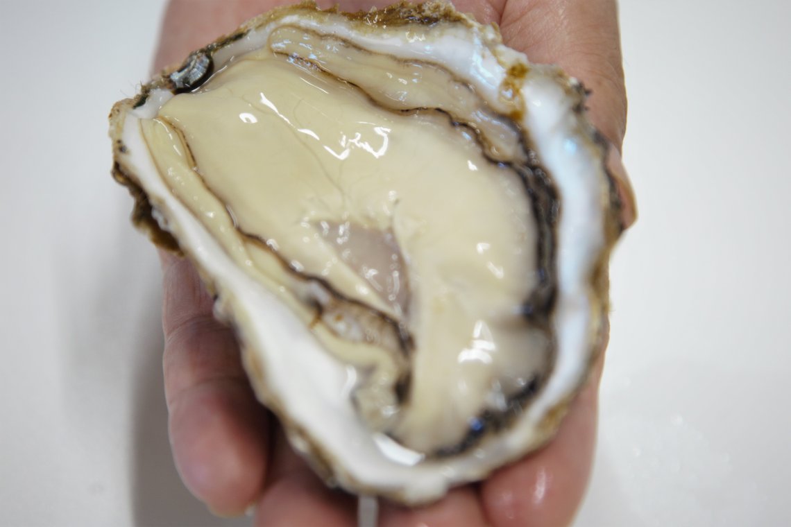 地御前の生産者 川崎水産様が Bean47生産者賞 受賞 日刊わしら Hiroshima Daily Washira