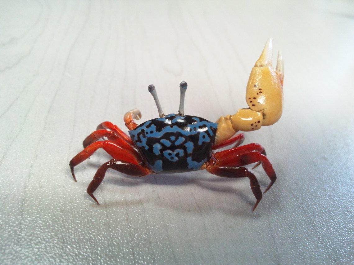 シオマネキ剥製 日刊わしら HIROSHIMA DAILY WASHIRA