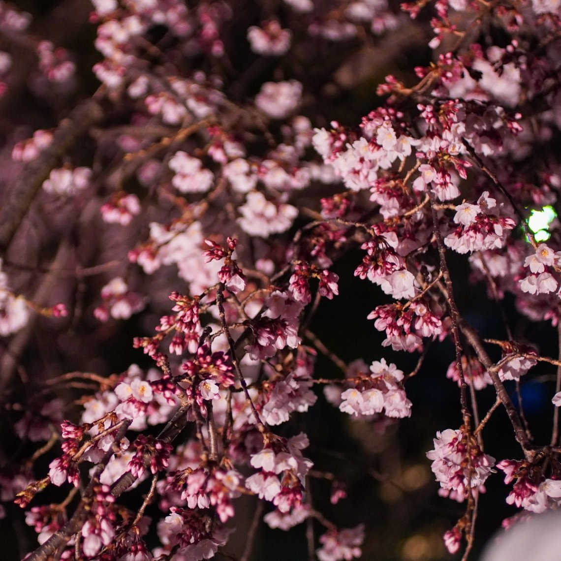 観音神社の枝垂れ桜！（佐伯区） | 日刊わしら - HIROSHIMA DAILY WASHIRA