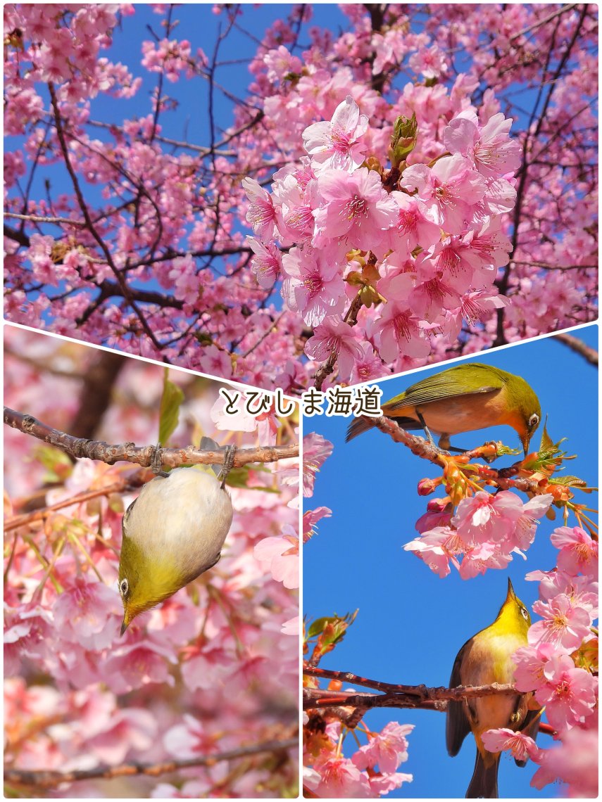 メジロと河津桜🌸 | 日刊わしら - HIROSHIMA DAILY WASHIRA