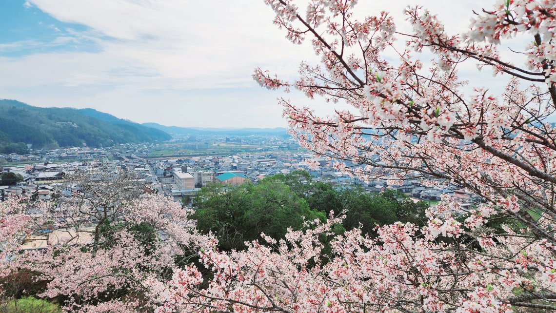 三次市の桜をご紹介！その③昼夜尾関山 編♪ | 日刊わしら - HIROSHIMA