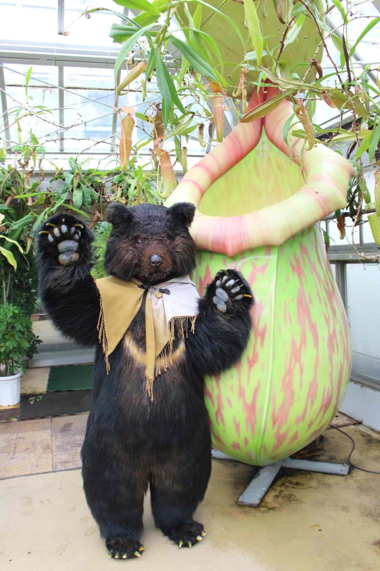 今週の土日に本通りでクマ歩くよー！ | 日刊わしら - HIROSHIMA DAILY