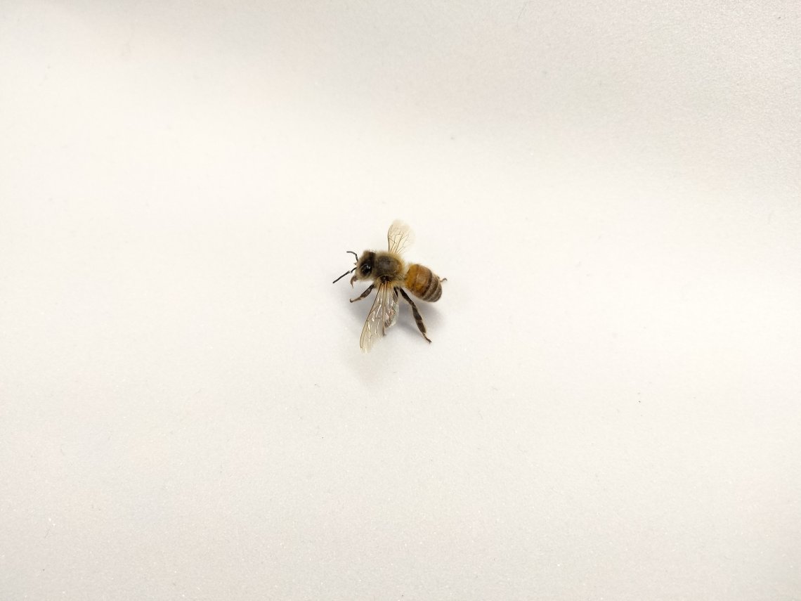 ミツバチの標本 ミツバチ標本 | 日刊わしら - HIROSHIMA DAILY WASHIRA