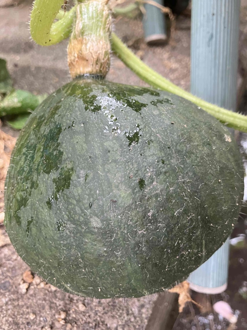 初めての野菜 | 日刊わしら - HIROSHIMA DAILY WASHIRA