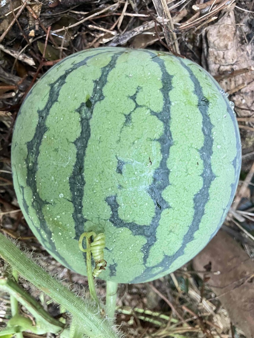 【 パプリカになります❗️】 初めての野菜 | 日刊わしら - HIROSHIMA DAILY WASHIRA