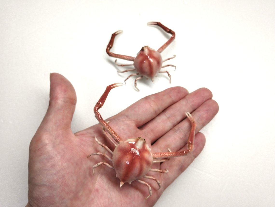 テナガコブシガニ剥製 | 日刊わしら - HIROSHIMA DAILY WASHIRA
