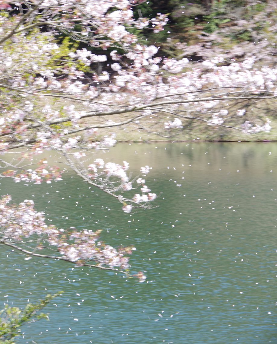 桜吹雪を写しかったのですが。 | 日刊わしら - HIROSHIMA DAILY WASHIRA