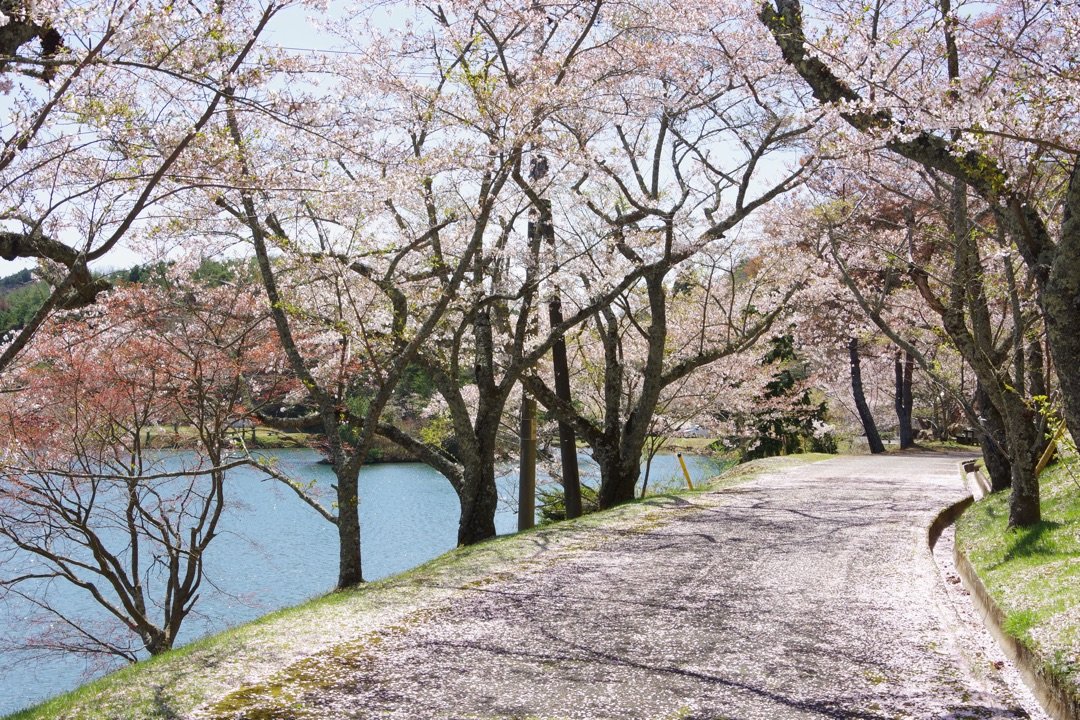 桜吹雪を写しかったのですが。 | 日刊わしら - HIROSHIMA DAILY WASHIRA