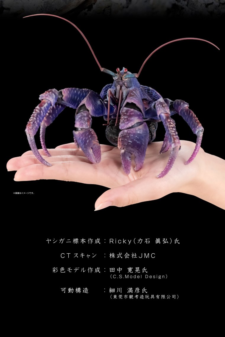 いきもの大図鑑プレミアム ヤシガニ | 日刊わしら - HIROSHIMA DAILY
