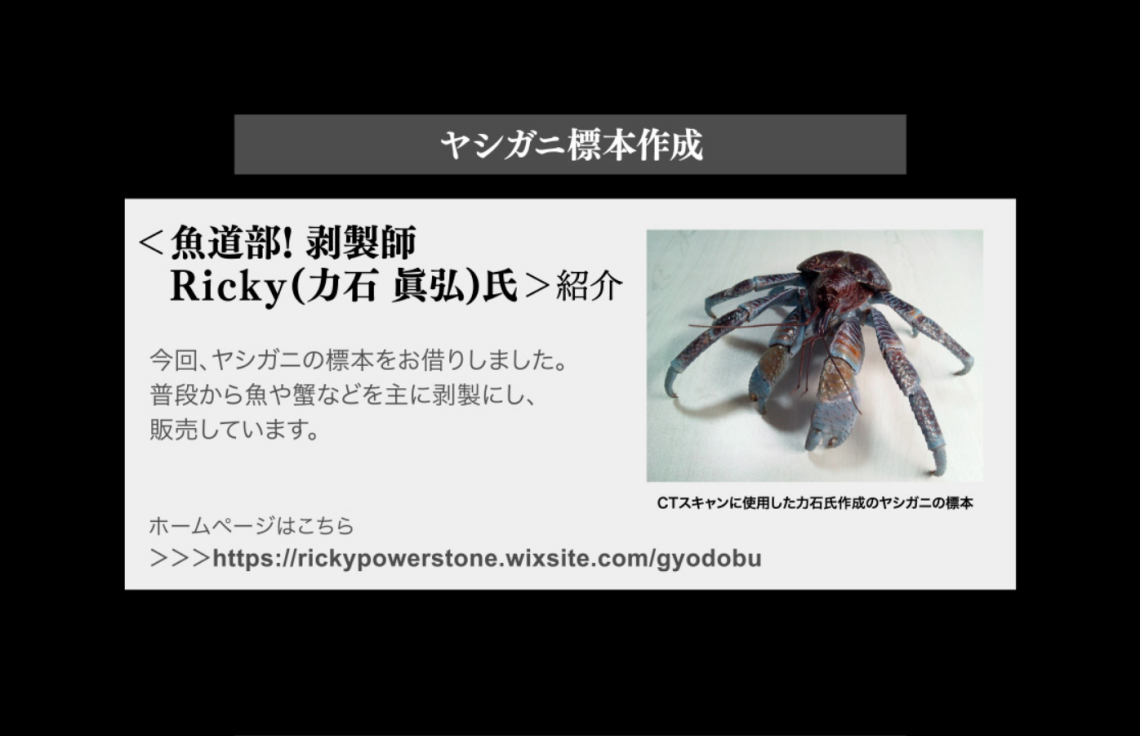 ハワイ　ヤシガニ剥製　ヤシガニとヤシノミ剥製 ヤシガニ剥製 | 魚道部！のブログ ～とある剥製師のひとり言～