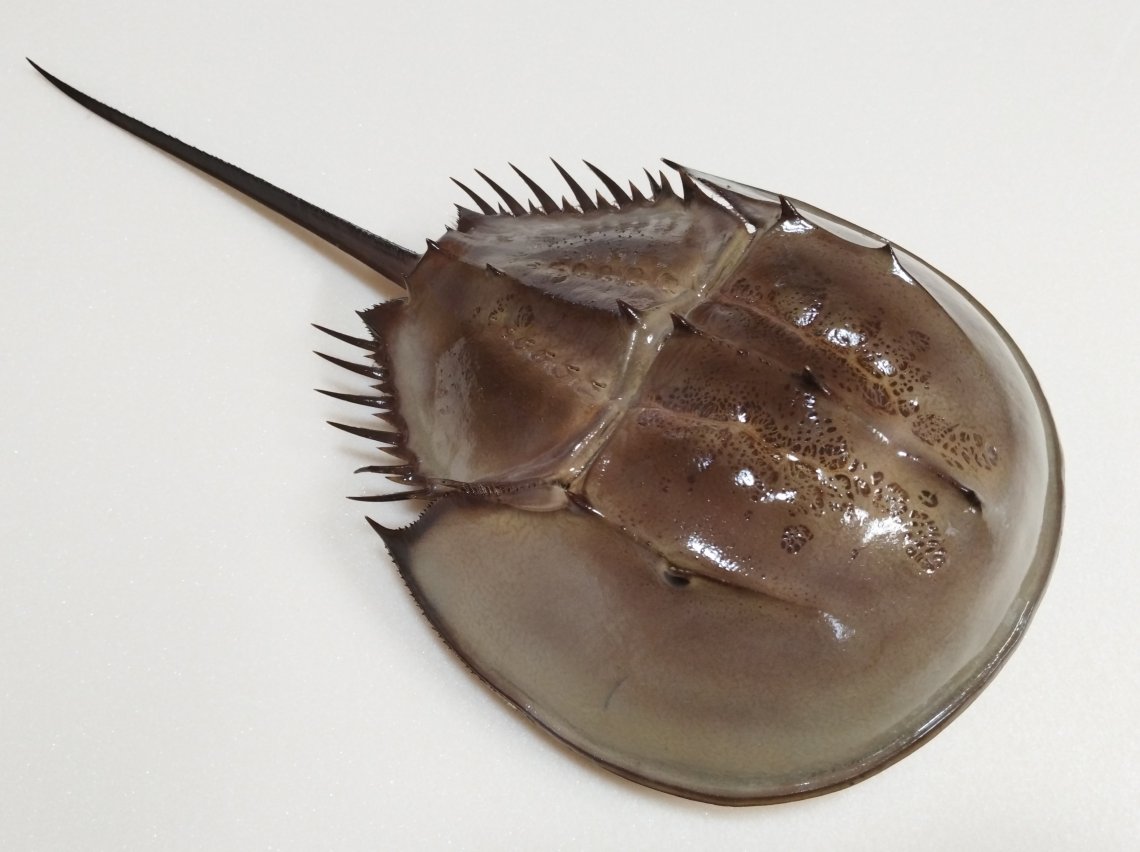 アメリカ カブトガニの本物剥製 カブトガニ剥製 | 日刊わしら - HIROSHIMA DAILY WASHIRA