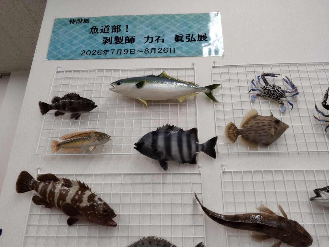 魚剥製天然2種セット 魚の剥製展 | 日刊わしら - HIROSHIMA DAILY WASHIRA