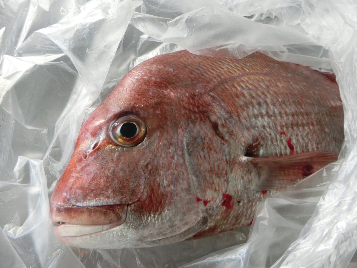 今日も明日も明後日も明明後日も 日刊わしら Hiroshima Daily Washira