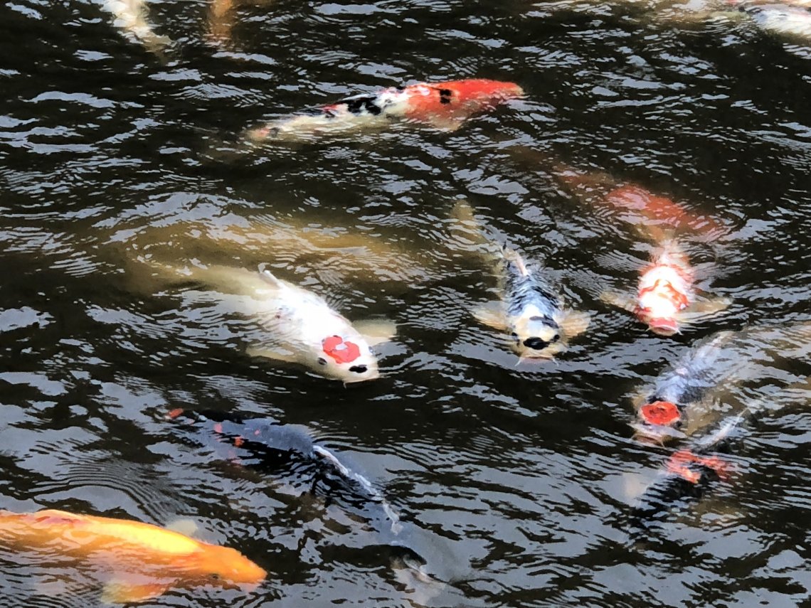 頭に「C」の鯉‼️ カープちゃん‼️ | 日刊わしら - HIROSHIMA DAILY