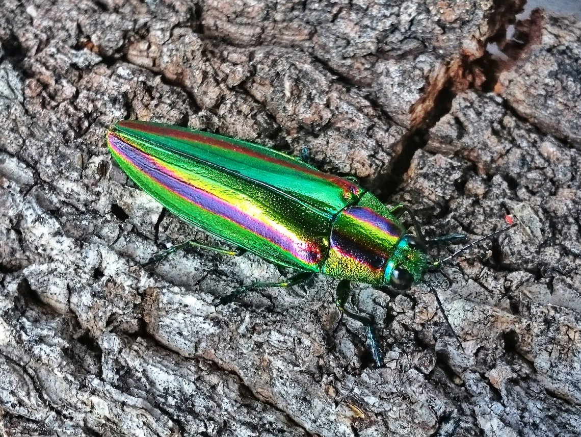 森の宝石、タマムシ | 日刊わしら - HIROSHIMA DAILY WASHIRA