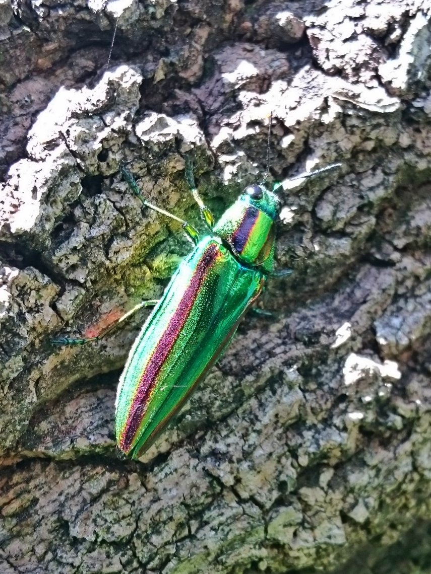 森の宝石、タマムシ | 日刊わしら - HIROSHIMA DAILY WASHIRA