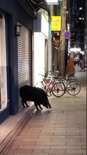 広島の月刊わしら:ちょ...猪って( ̄▽ ̄;)
