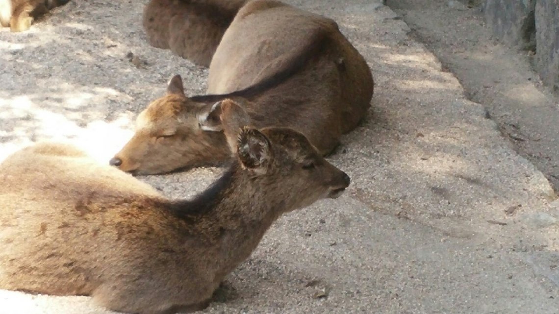 広島の月刊わしら：広島の説