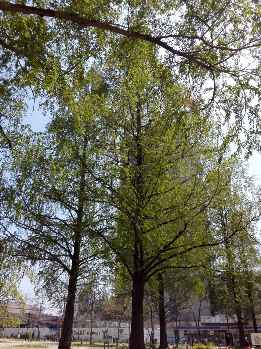 広島で「コーヒーフェスティバル」　14店が出店、コーヒー飲み比べも