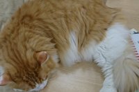 猫カフェ の話 日刊わしら Hiroshima Daily Washira