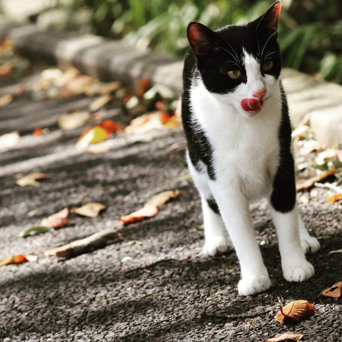 黄金山の猫猫 日刊わしら Hiroshima Daily Washira 黄金山の猫猫 日刊わしら Hiroshima Daily Washira