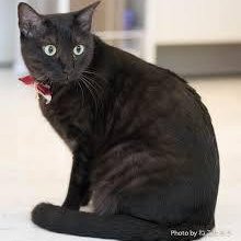 くろねこ | 日刊わしら - HIROSHIMA DAILY WASHIRA
